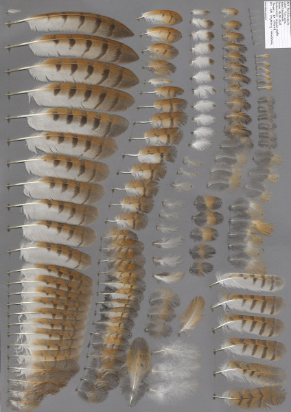 A variety of feathers from a barn owl, laid out on a neutral grey background.